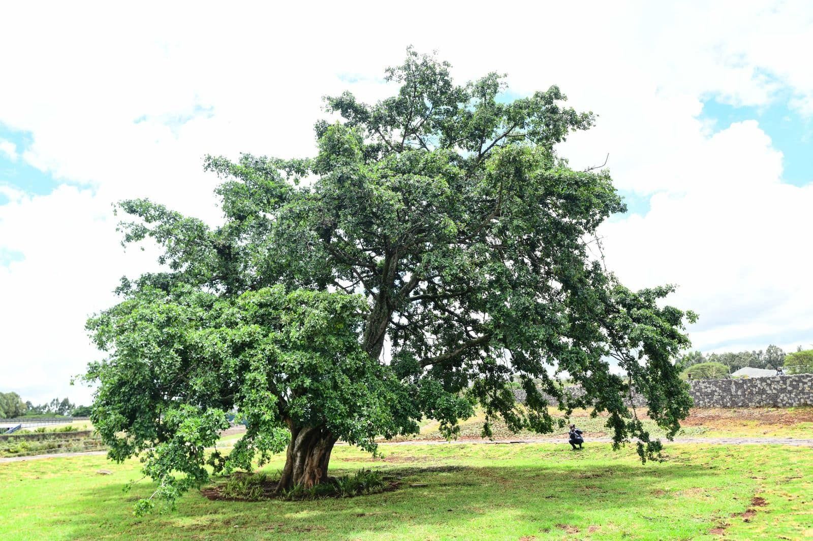 The Mugumo Tree at Uhuru Gardens
